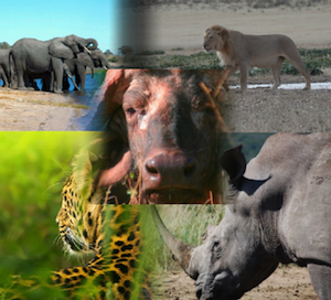 Big 5