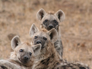 National Parken Zuid Afrika - Karoo NP