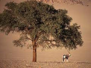 National Parken Zuid Afrika - Mokala NP