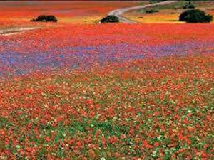 National Parken Zuid Afrika - Marakele NP