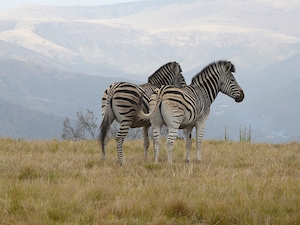 National Parken Zuid Afrika - Mapungubwe NP