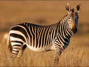 National Parken Zuid Afrika - Mountain Zebra