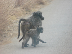 National Parken Zuid Afrika - Marakele NP