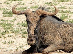 National Parken Zuid Afrika - Kgalagadi Transfrontier Park