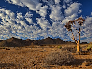National Parken Zuid Afrika - Mokala NP